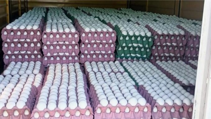 Paso de la Laguna: decomisaron 36 mil huevos frescos por irregularidades sanitarias en la ruta 18